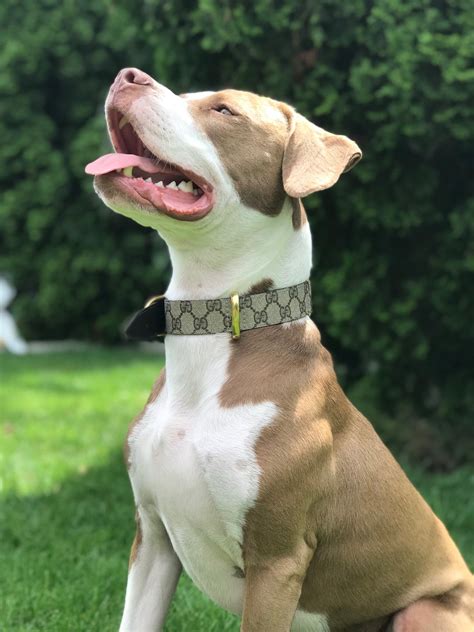 authentic gucci dog collar